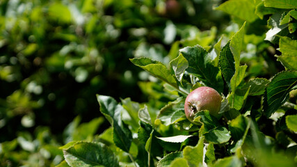 Apfelbaum mit Apfel versteckt zwischen vielen grünen Blättern im Garten