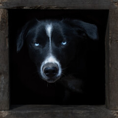 husky de color negro con una linea blanca y ojos azules enmarcado en un cuadro ventana