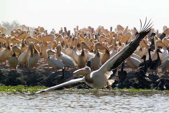 Pelican colony in Djoudj natural reserve, Senegal