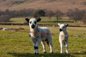 Sheep in Lake District, uk during lambing season