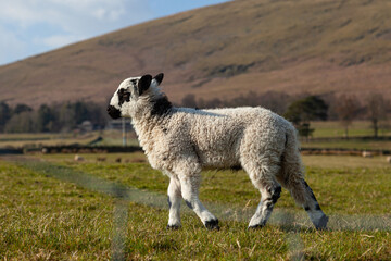 Sheep in Lake District, uk during lambing season