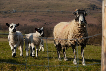 Sheep in Lake District, uk during lambing season