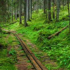 Hiking trail in green forest