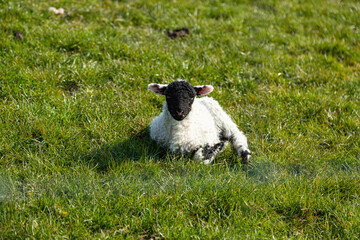 Sheep in Lake District, uk during lambing season