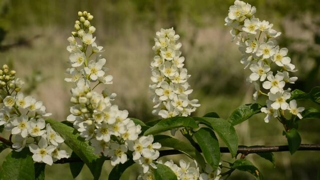 Bird cherry blossoms waving in the wind
