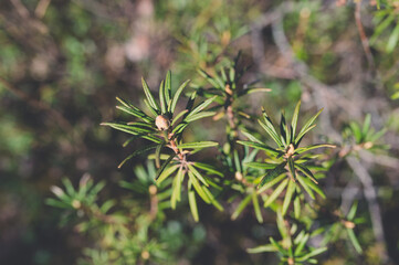 Pine forest closeup new leaves growin in spring. Vintage film look.