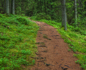 Hiking trail in green forest
