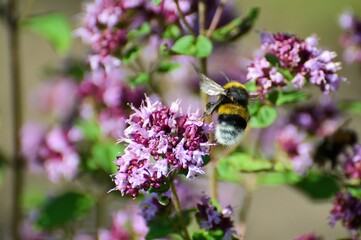 Bumblebee (Bombus terrestris) sitting on purple flower.