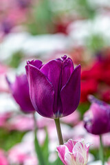 A close up of a purple tulip surrounded by other spring flowers