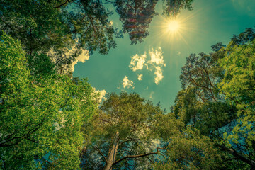 The sky with the tops of trees. View up from ground level. Beautiful nature. Mixed forest. Blue sky with sun and clouds. Russia, Europe.