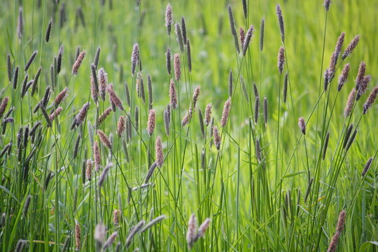 Alopecurus pratensis, also known as Meadow foxtail or Field foxtail, a grass with purple-coloured flower spikes