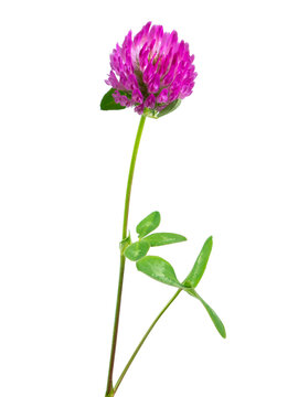 Pink clover flower with leaves isolated on white background. Trifolium stem. Medicinal herb. Meadow wildflower.