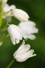 Fototapeta na wymiar Macro close-up of white bell-shaped flowers growing in woodland in late spring, probably white Spanish bluebells (Hyacinthoides Hispanica)