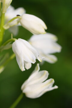 Macro close-up of white bell-shaped flowers growing in woodland in late spring, probably white Spanish bluebells (Hyacinthoides Hispanica)