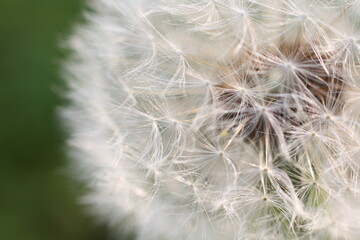 Macro close-up of a dandelion seed head, known as a dandelion clock. Short depth of field and selective focus.