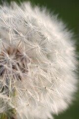 Macro close-up of a dandelion seed head, known as a dandelion clock. Short depth of field and selective focus. Partial portrait.