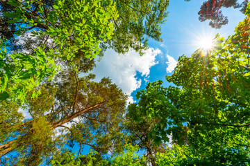 The sky with the tops of trees. View up from ground level. Beautiful nature. Mixed forest. Blue sky with sun and clouds. Russia, Europe.