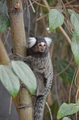 Affe , Weißbüschelaffe 