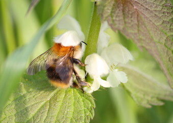 A Common Carder Bee (a type of Bumblebee, Bombus pascuorum) gathering nectar and pollen from the white flowers of a nettle plant in spring.