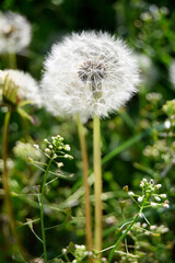 White fluffy dandelion (Taráxacum officinále). The flower is medicinal, wild, weed. Growing in the fields.