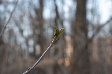 young spring leaves sprouting from their buds, selective focus, shallow dof