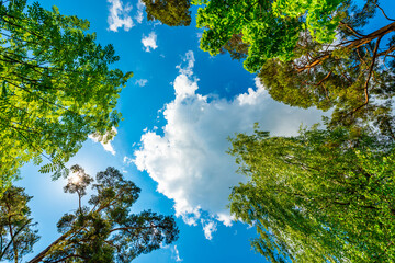 The sky with the tops of trees. View up from ground level. Beautiful nature. Mixed forest. Blue sky with sun and clouds. Russia, Europe.