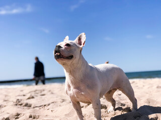 white french bulldog on the beach. in the background you can see the sea and the beautiful blue sky