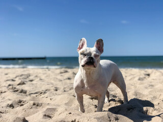 white french bulldog on the beach. in the background you can see the sea and the beautiful blue sky