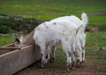 Fototapeta premium Young goats feed on pasture