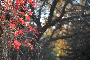 A memory of autumn with red leaves and branches