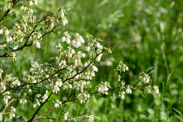 Blooming blueberry plant. White flowers on green background. Floral background. Selective focus, shallow DOF.