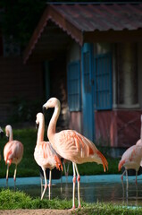 Flamingo , rosa Flamingo 