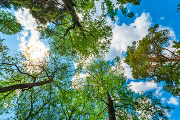 The sky with the tops of trees. View up from ground level. Beautiful nature. Mixed forest. Blue sky with sun and clouds. Russia, Europe.