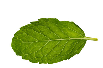 isolate green mint herb leaf white background