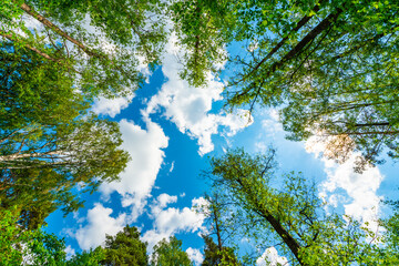 Fototapeta premium The sky with the tops of trees. View up from ground level. Beautiful nature. Mixed forest. Blue sky with sun and clouds. Russia, Europe.