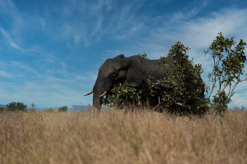Elephant walking through a bush tree to scratch its self in the bush of kruger national park in...