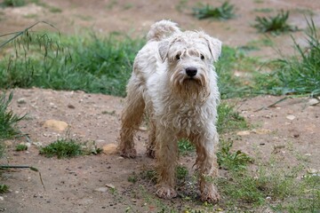 schnauzer nain blanc sous la pluie