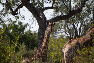 Fototapeta na wymiar Giraffe feeding off of a trees leaves with its long neck in the wild bush of kruger national park of South Africa