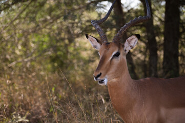 Impala antelope drooling while eating in the kruger national park in South Africa 