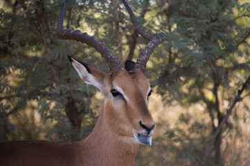 Obraz premium Impala antelope drooling while eating in the kruger national park in South Africa 