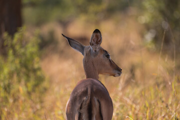 Impala looking  forward and backward at tourists passing by in the bush of the kruger national park in South Africa