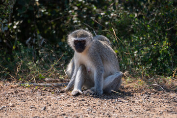 Monkey sitting on the side of  road looking at tourists passing by