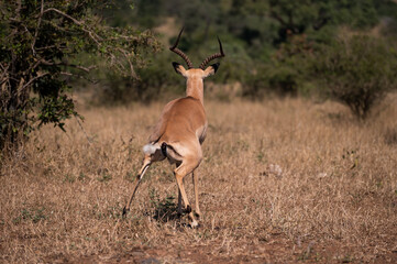 Naklejka premium Impala Pooping in the wild bush of the kruger national park in South Africa