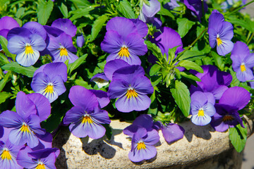 Violet Viola flowers in a flower pot in the garden.