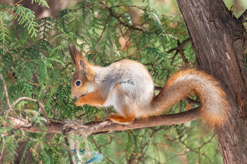 The squirrel with nut sits on a branches in the spring or summer. Portrait of the squirrel close-up. Eurasian red squirrel, Sciurus vulgaris.