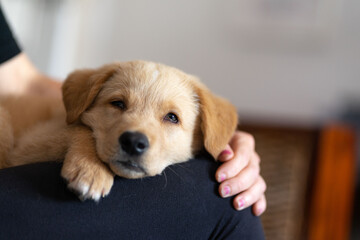 Golden labrador puppy resting on a white sofa