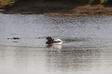 Hippo yawning and showing its teeth while blowing water upward in kriger national park in South...