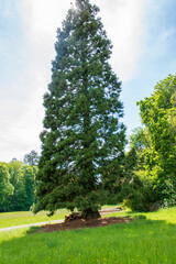Der Mammutbaum, Sequoioideae, ist eine Unterfamilie der Pflanzenfamilie der Zypressengewächse....