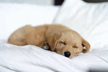 Golden labrador puppy resting on a white sofa