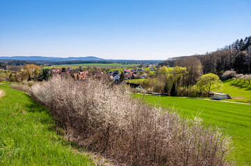 Landschaftsidylle mit blühender Schlehenhecke  in Franken